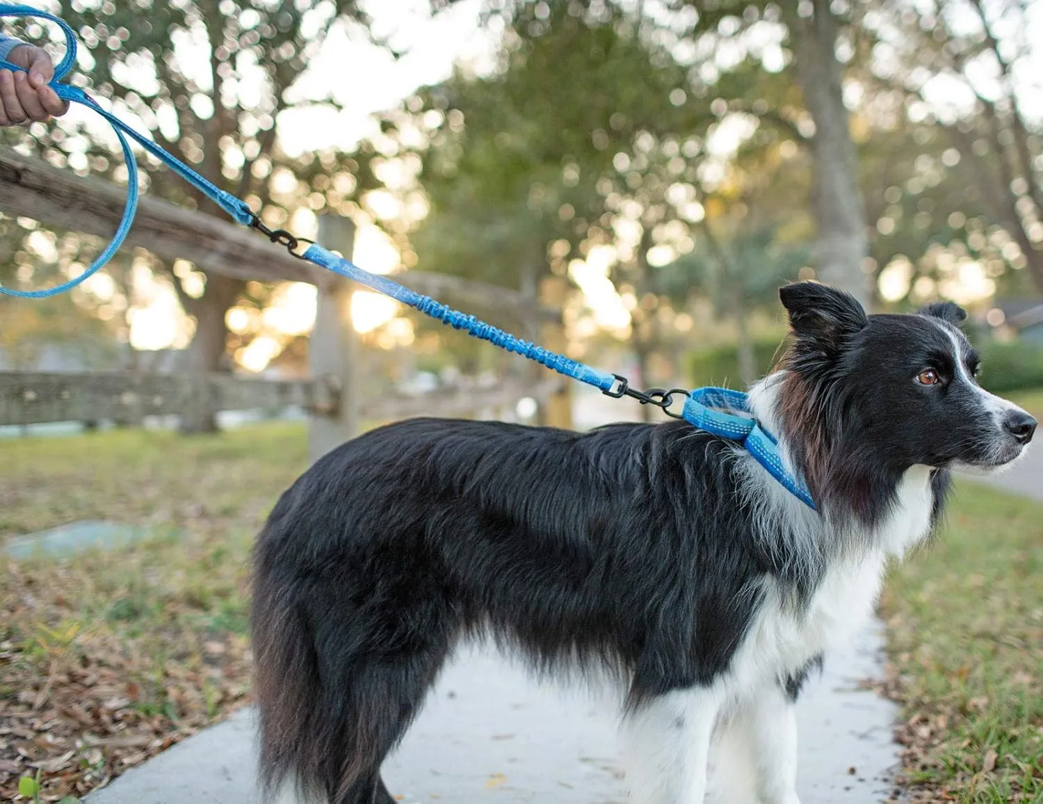 Patterned 18" Shock Absorbing Bungee Leash Extender - Pattern Collection