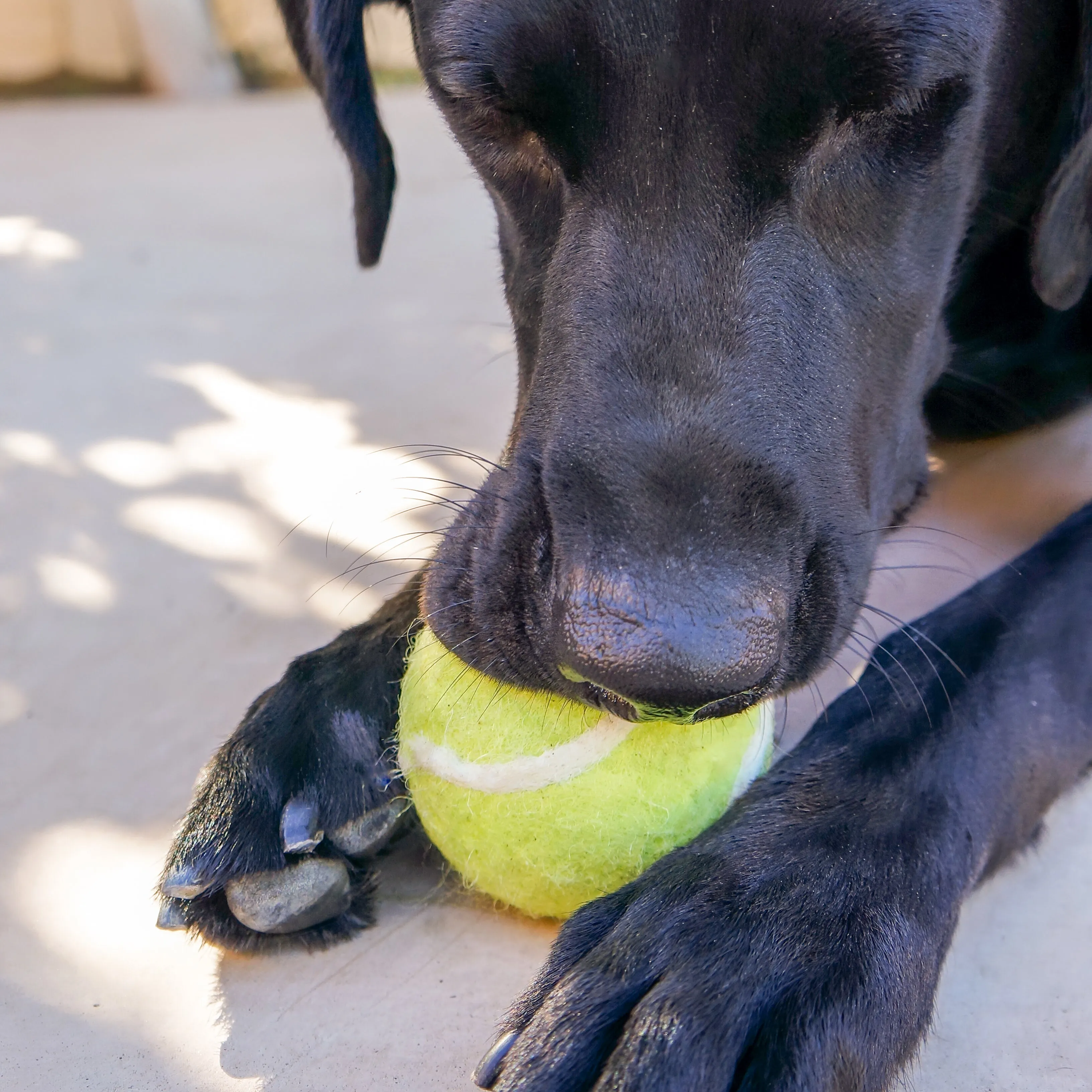 Tennis Wool Ball Dog Toy